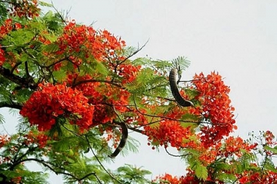 Ký ức một thời học văn