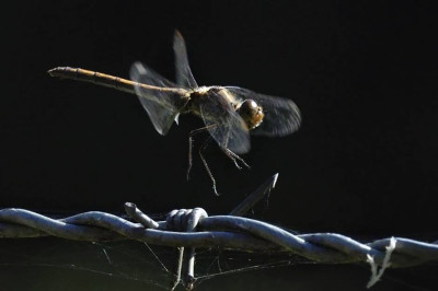 ​​​​​​​Em ốm