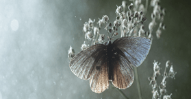 Tự tình em và anh