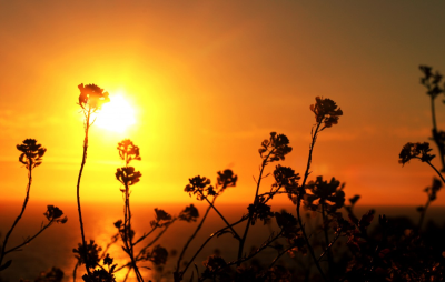 Họa lại tình em