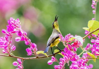 Tản mạn sáng 01 Kỷ Hợi