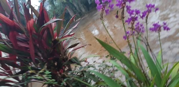 Em về đưa nắng