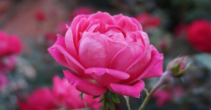 Mâu thuẫn lòng anh