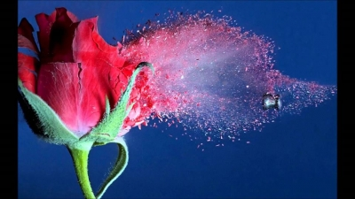 ​​​​​​​Mong Manh