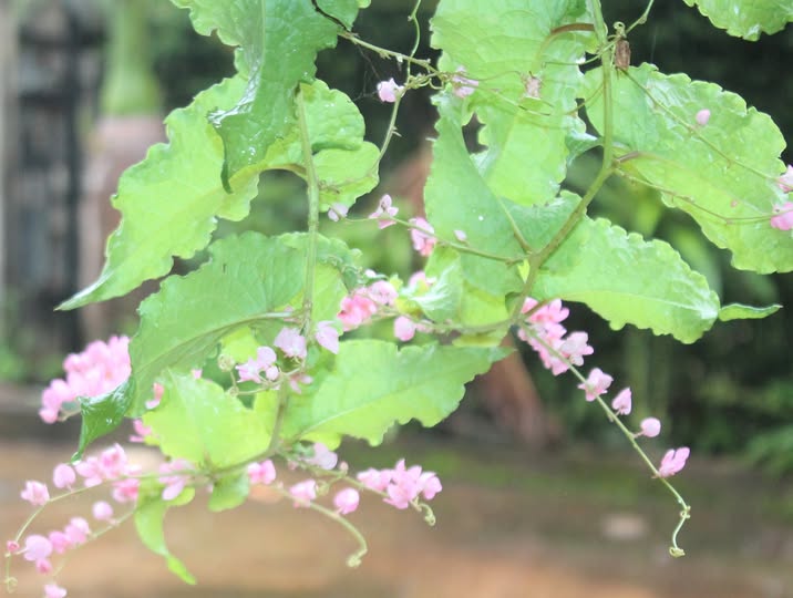 Chùm hoa nhỏ trong mưa