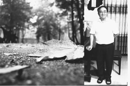 Lá vàng cuối thu